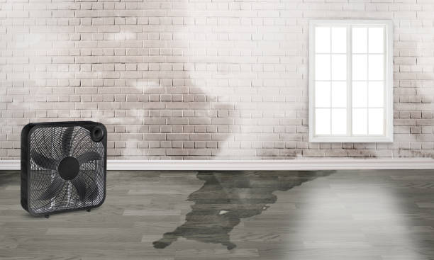 Best Water damage contractors near me  in Mount Ivy, NY